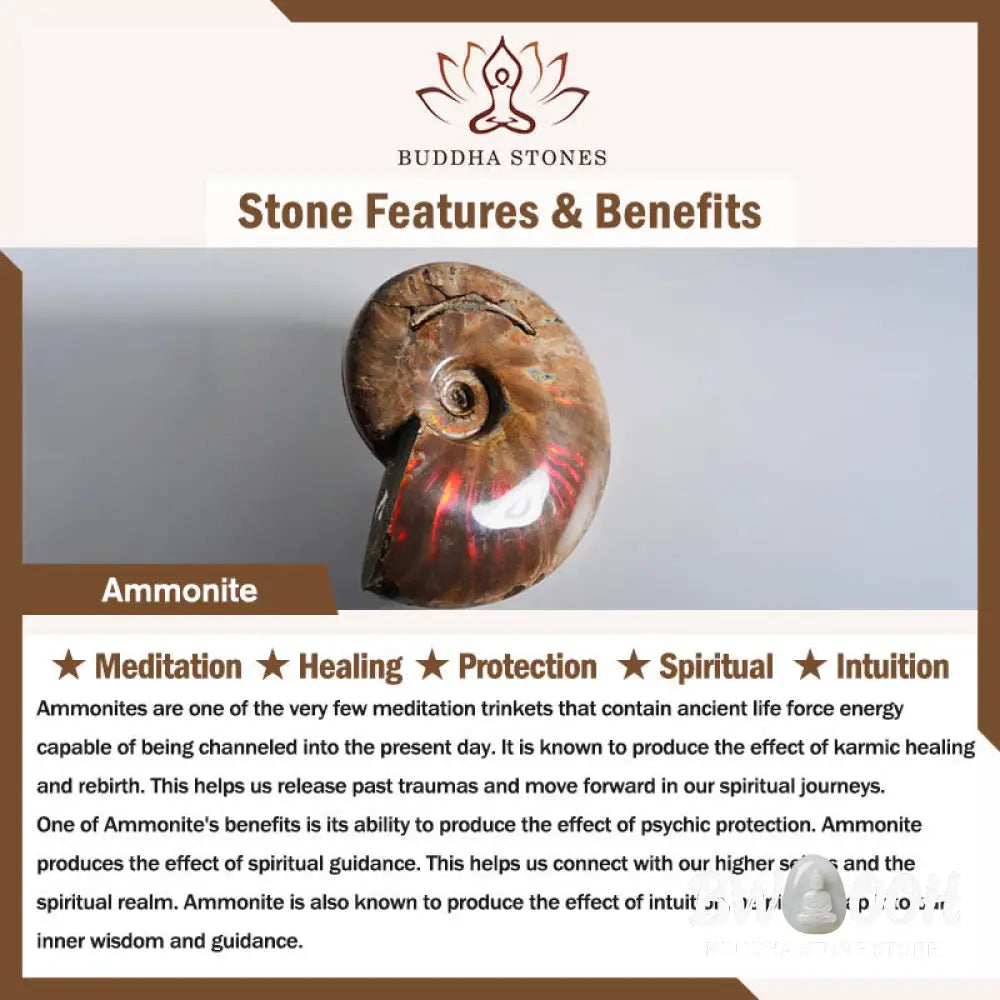 Buddha Stones Natural Ammonite Fossil Snail Pattern Meditation Healing Necklace Pendant - BWOOOH